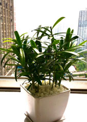 植物设计-罗汉松白盆