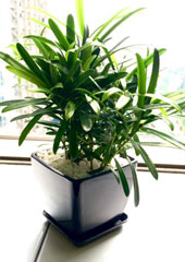 植物设计-罗汉松黑盆