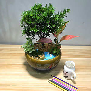 植物设计作品-罗汉松-如意皇后