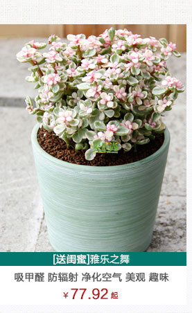 雅乐之舞植物租赁