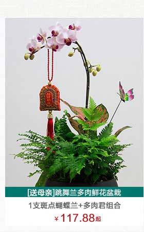 月季盆栽植物租赁