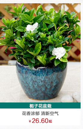 红章盆栽植物租赁