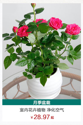 长寿花植物租赁