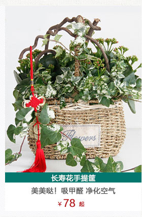 长寿花手提篮