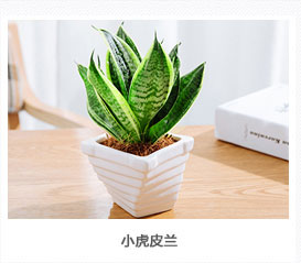 小虎皮兰植物租赁