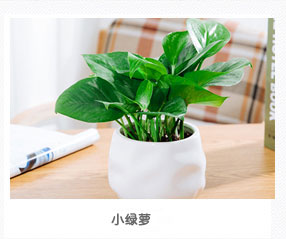 小绿萝植物租赁