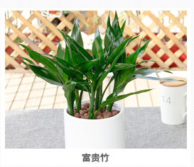 富贵竹植物租赁
