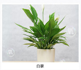 白掌植物出租