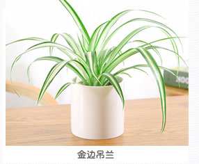 金边吊兰植物出租