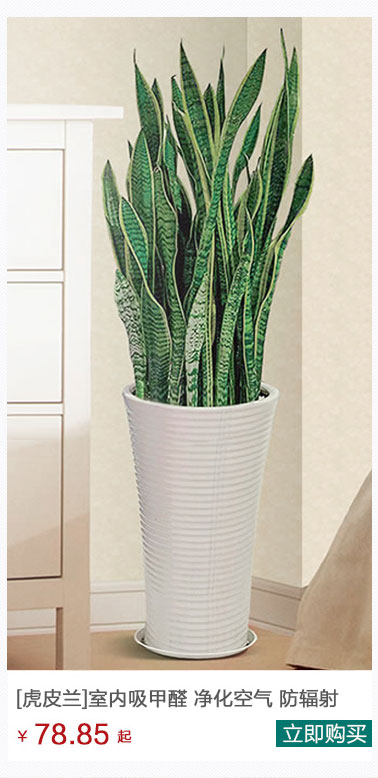 虎皮兰植物租赁