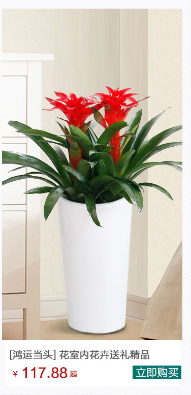 鸿运当头植物出租