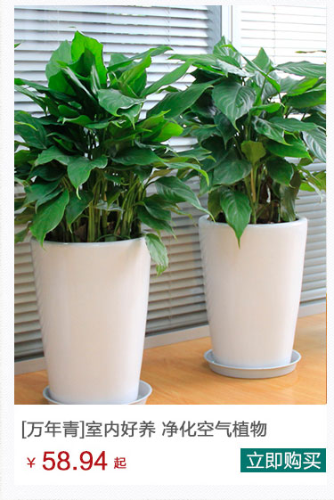 万年青植物租摆公司