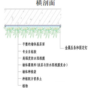 垂直绿化横剖面图