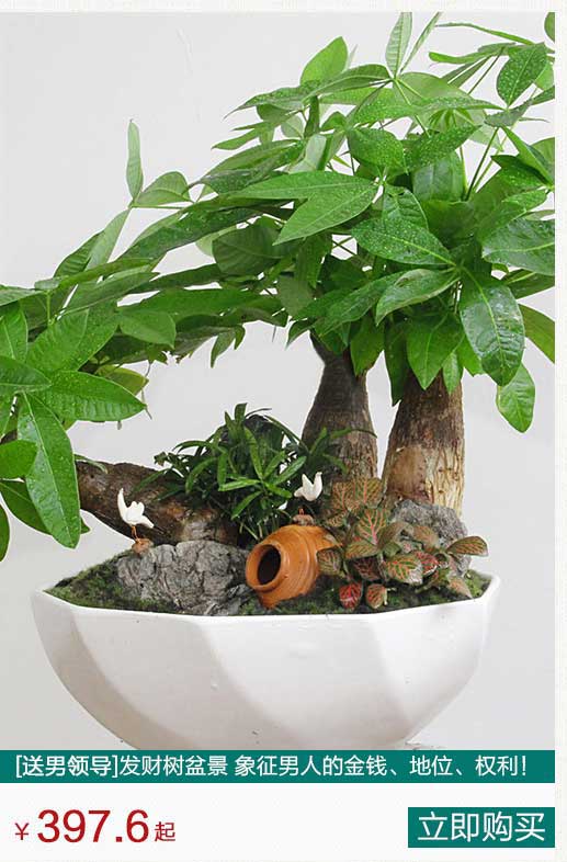 发财树盆景租赁