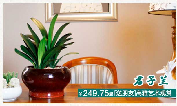 君子兰植物租摆公司