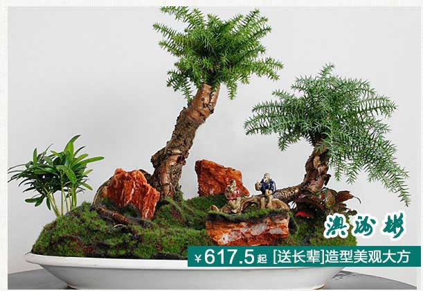 澳洲杉植物租摆