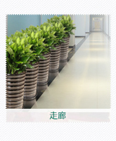 走廊植物租摆
