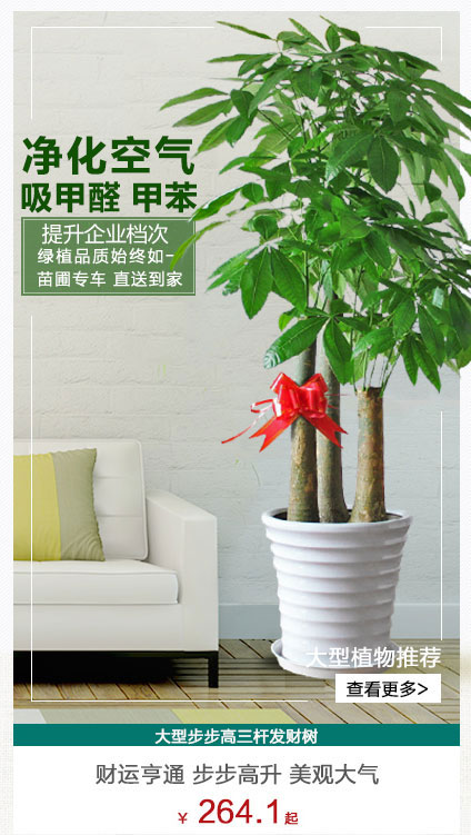 三杆发财树植物租赁