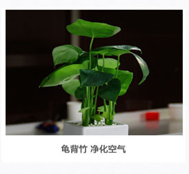 龟背竹植物租赁