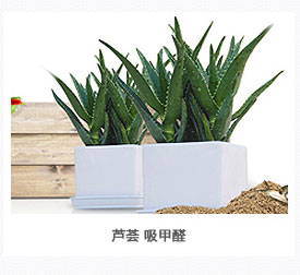 芦荟植物租摆