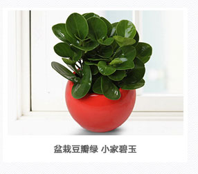 盆栽豆瓣绿