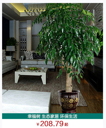 幸福树植物租摆公司