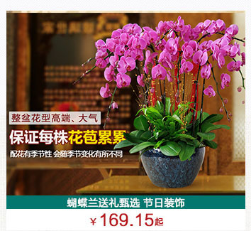 蝴蝶兰植物租摆公司