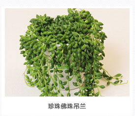 珍珠佛珠吊兰