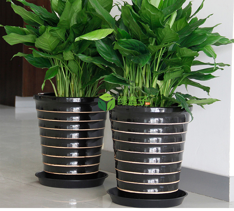 植物租赁万年青