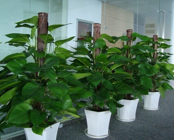 重庆植物租赁 重庆植物租赁