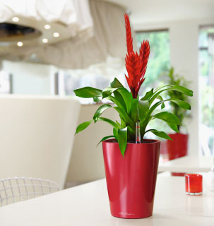 红莺歌-重庆植物时尚花卉