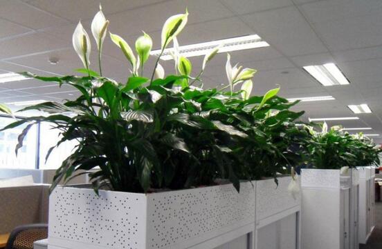 办公室花卉租赁的好处