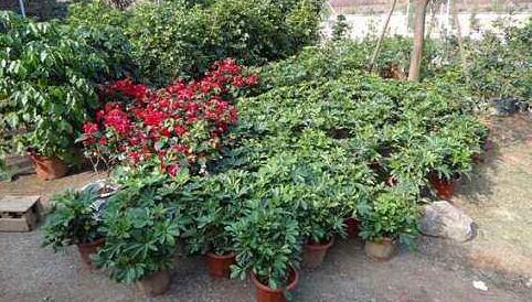 哪些花卉綠植不適合放在室內? 哪些花卉綠植不適合放在室內?