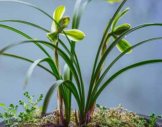 办公室植物租摆兰花养护技巧