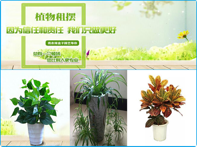 室内摆什么植物好,室内植物摆放你知道多少