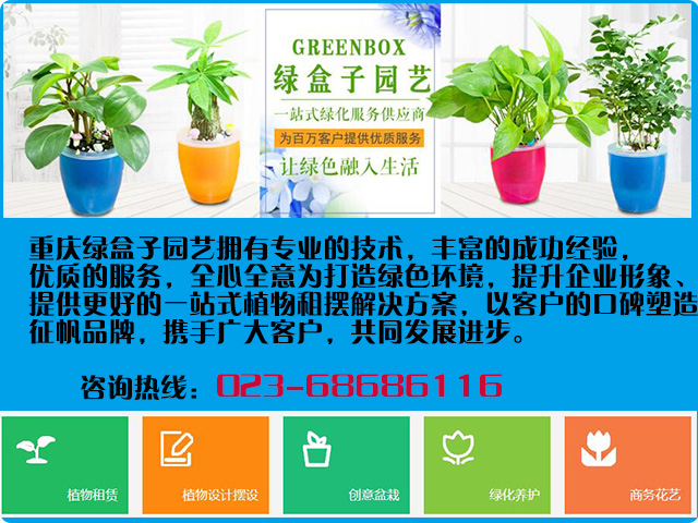 重庆江北植物租赁哪家好，选择植物出租公司应该看那些方面