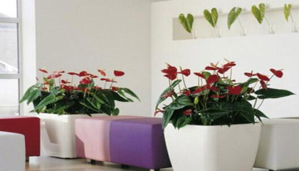 办公室植物租赁的选择需要参考哪些方面