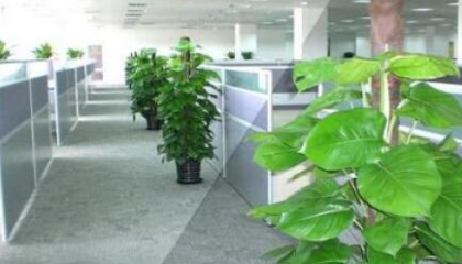 重庆办公室植物租赁选择,何种植物最适合上班族