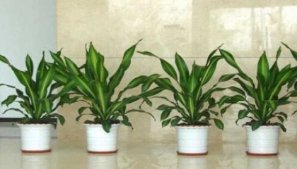 巴南植物租赁怎么样,重庆植物租赁选择哪家好