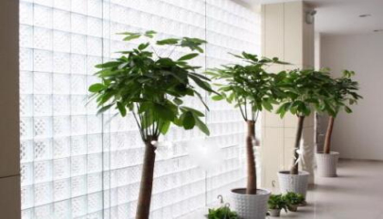 重庆地区公司放什么植物好,植物租赁专家给你讲