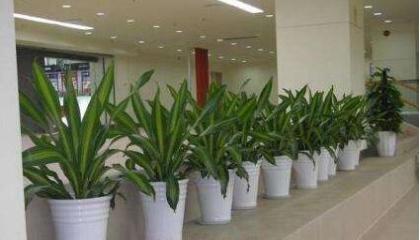 写字楼租植物选那些植物好,重庆地区写字楼植物租赁选哪家公司好