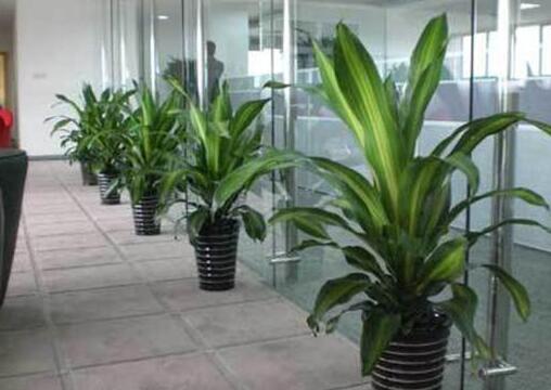 适合办公室养的植物有哪些