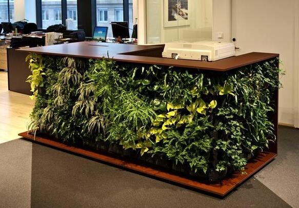 办公楼植物.jpg