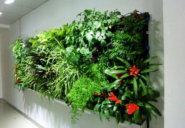植物绿墙.png