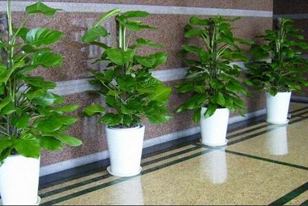 植物租赁.jpg