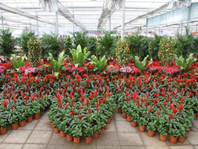 植物租赁公司.jpg