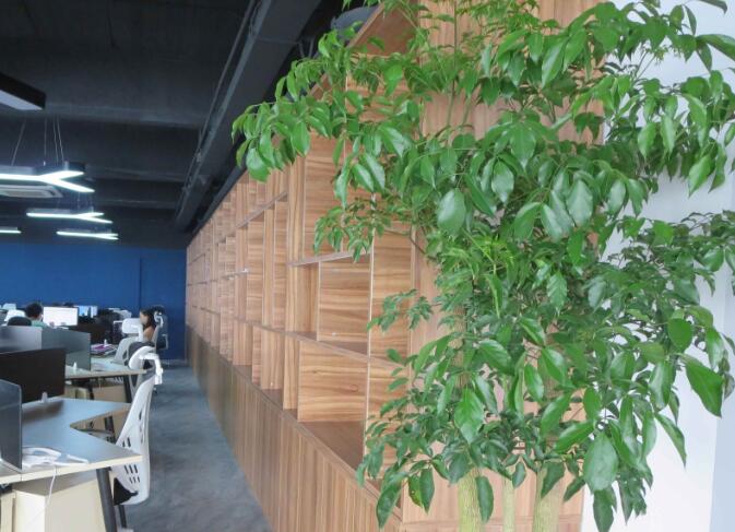 办公室植物租赁.jpg