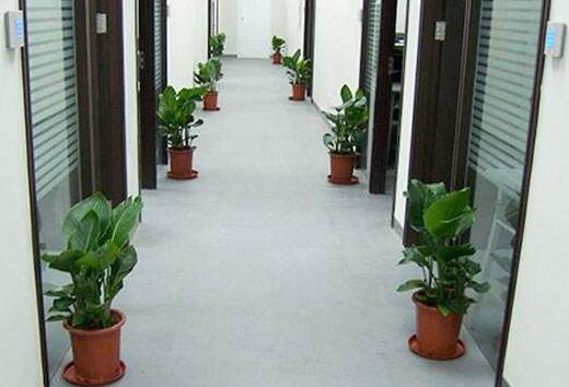 办公室植物租赁.jpg