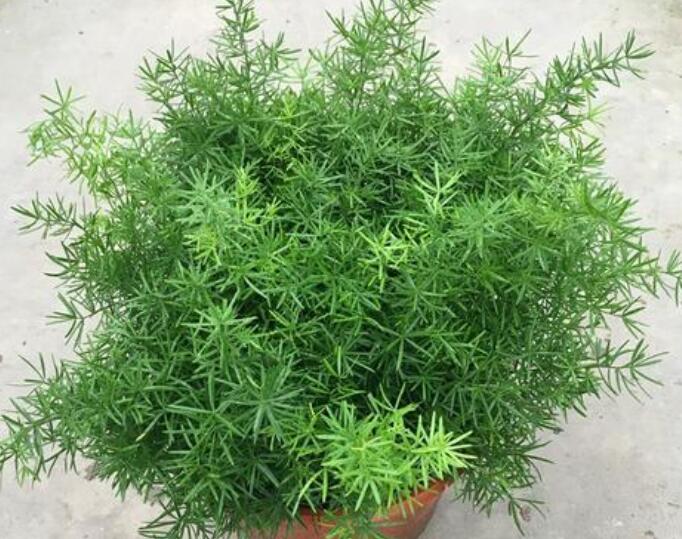 天门冬.jpg