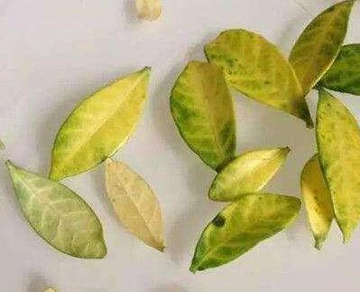 植物黄叶.jpg